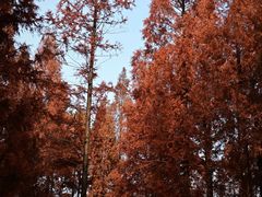 -黄海国家森林公园