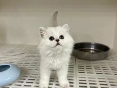 -lincat·猫舍(广州店)