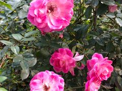 -人民公园(罗湖区)