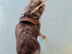 -萌兽医馆·犬猫专科·眼科中心·宠物医院(朝阳门分院)