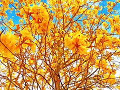 -天适樱花悠乐园