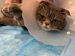 -纳吉亚猫专科动物医院·北北分院
