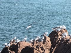 -青岛海滨风景区小青岛