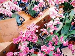 -越秀西湖花市(广州城市广场花卉店)