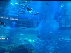 -迪拜水族馆及水下动物园