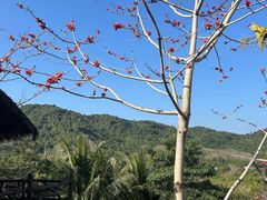 -海南槟榔谷黎苗文化旅游区