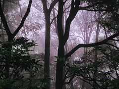 -梧桐山风景名胜区