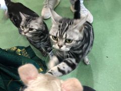 -藦茜花园宠物主题亲子互动体验馆(国顺东路店)