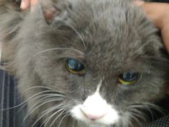 -纳吉亚猫专科动物医院博雅分院