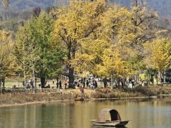 -千年银杏谷文化旅游区