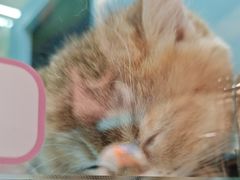 -FAELING PETS美天灵宠物(合生汇店)