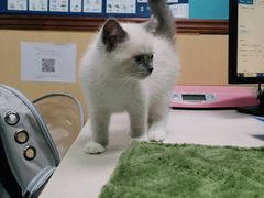 -宠颐生猫科·内科皮肤科(西平世纪城店)