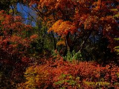 -北京西山国家森林公园