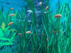 -上海海洋水族馆