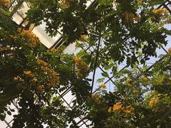 -呀路古热带植物园