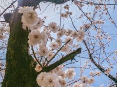 -红螺寺