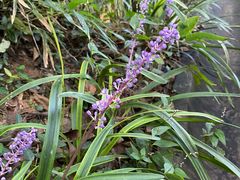 -上海佘山国家森林公园西佘山园