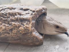 -立德异宠动物医院.兔鸟爬.内窥镜(天河店)