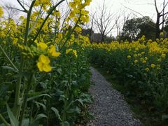 android_upload_pic-圩墩遗址公园