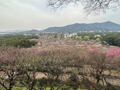 -香雪海