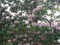 -永定河休闲森林公园