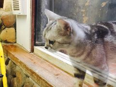 -猫咪博物馆(顶澳仔猫街店)