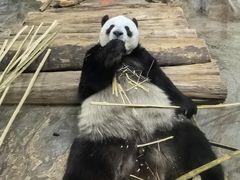 -海南热带野生动植物园