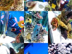 -太平洋海底世界