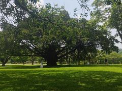 -东莞植物园
