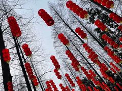 -东平国家森林公园