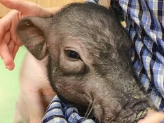 -藦茜花园宠物主题亲子互动体验馆(国顺东路店)