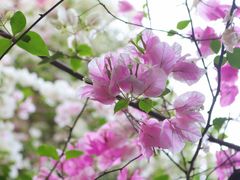 -深圳国际园林花卉博览园