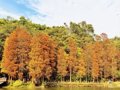-深圳仙湖植物园