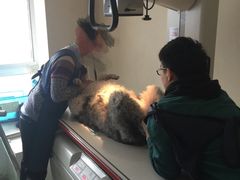 -爱侣宠医·鹦鹉专科·小型哺乳类·异宠专科(灵石路店)