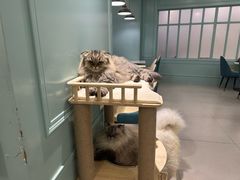-安格丽娜·狗咖·猫咖羊驼咖(春熙路百盛商场店)