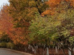 -大兴滨河森林公园