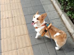 -宠物家(大兴旧宫店)