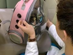 -艾贝尔宠物诊疗