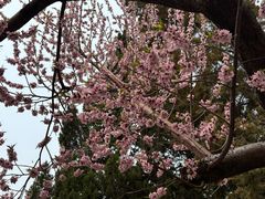 -桃花堤公园