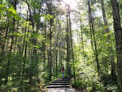 -五营红松林海景区