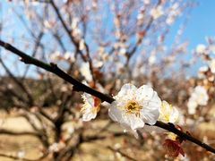 -香雪海