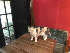 -猫色咖啡·猫咖