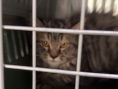 -中农国际动物医院24小时·猫科·骨科·急重症中心