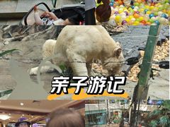 -麒麟中餐厅·经典粤菜·地道菜式老字号(广州长隆酒店)