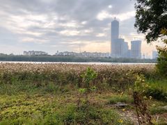 -华侨城湿地公园