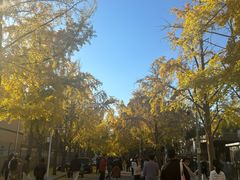 -三里屯东五街银杏大道