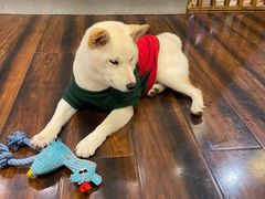 -豆柴町-柴犬主题狗咖(红鼎国际C座店)
