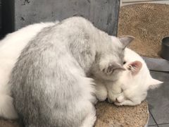 -极木²邸 人与宠物·互动社区