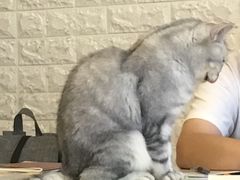 -平行世界·猫咖(首经贸店)