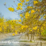 惠州周边游｜春节快乐的好去处[调皮]